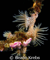 Gorgonian wrapper, leopard anemone, Canon S70 , Macro Lens by Beate Krebs 